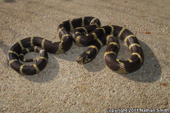 California Kingsnake (Lampropeltis getula californiae)