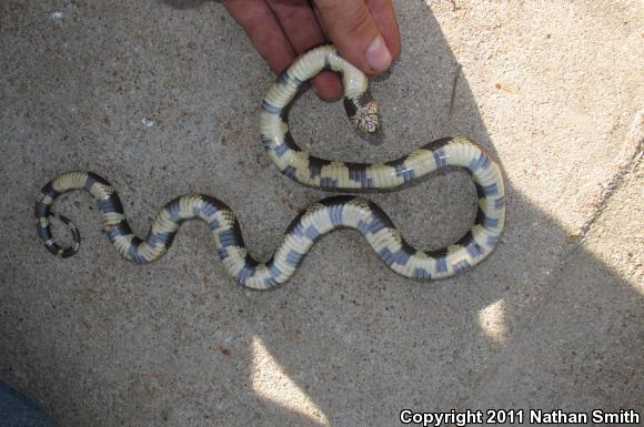 California Kingsnake (Lampropeltis getula californiae)