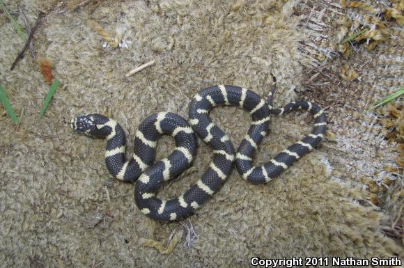 California Kingsnake (Lampropeltis getula californiae)