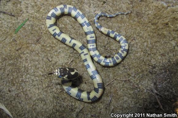 California Kingsnake (Lampropeltis getula californiae)