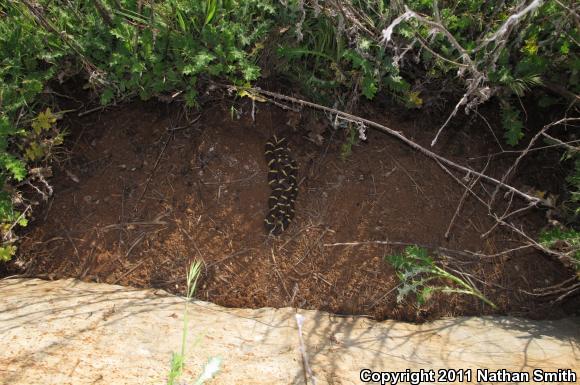 California Kingsnake (Lampropeltis getula californiae)