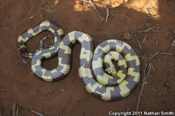 California Kingsnake (Lampropeltis getula californiae)