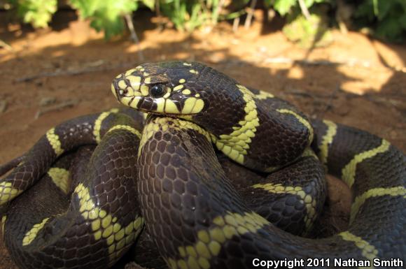 California Kingsnake (Lampropeltis getula californiae)