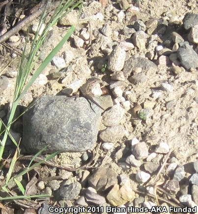 Great Basin Fence Lizard (Sceloporus occidentalis longipes)