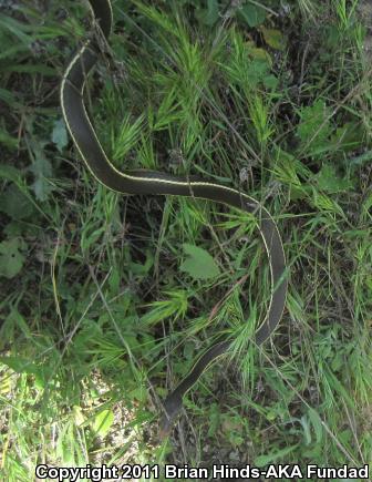 California Striped Racer (Coluber lateralis lateralis)