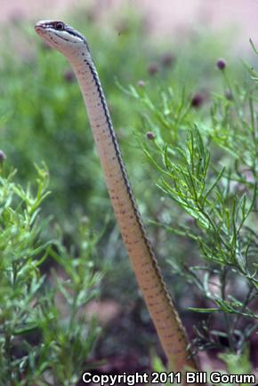 Sonoran Whipsnake (Coluber bilineatus)