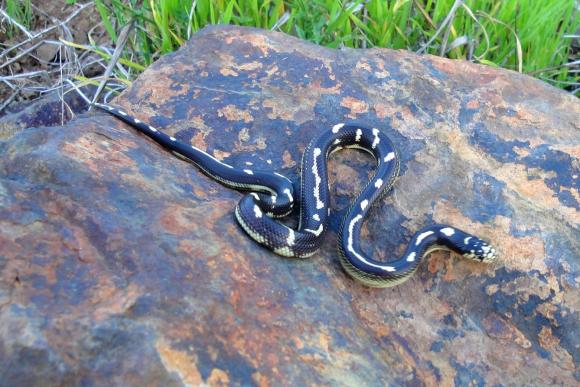 California Kingsnake (Lampropeltis getula californiae)