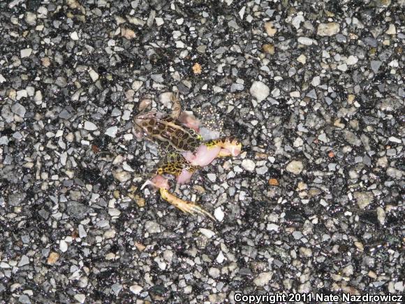 Pickerel Frog (Lithobates palustris)