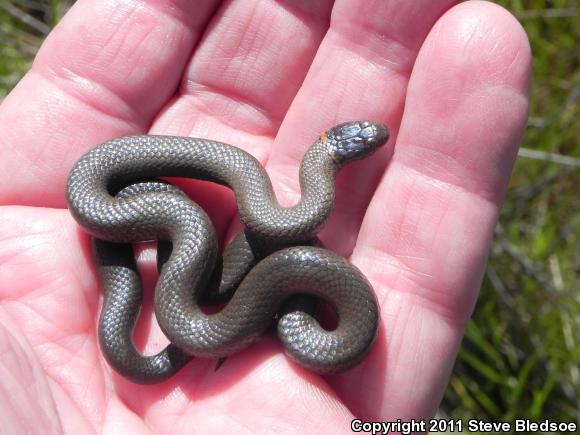 San Diego Ring-necked Snake (Diadophis punctatus similis)