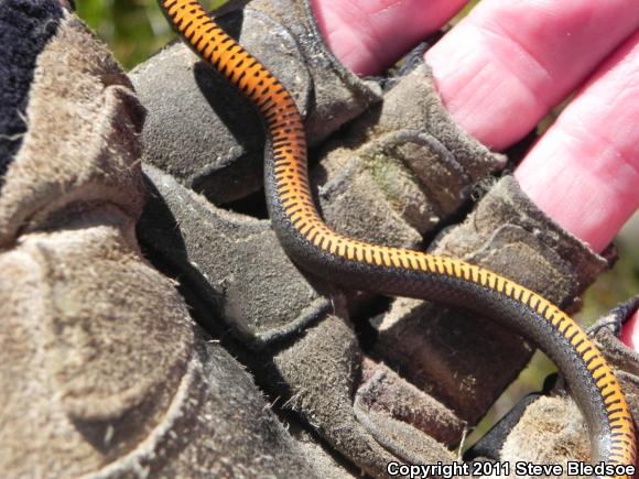 San Diego Ring-necked Snake (Diadophis punctatus similis)