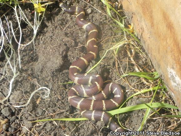 California Kingsnake (Lampropeltis getula californiae)