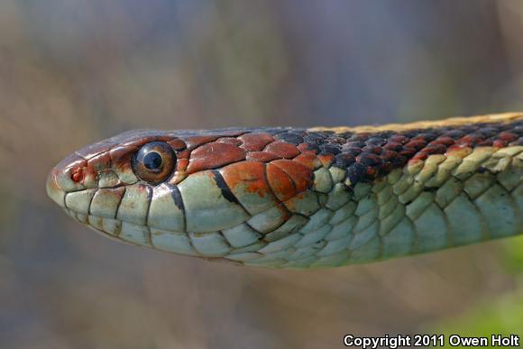 California Red-sided Gartersnake (Thamnophis sirtalis infernalis)