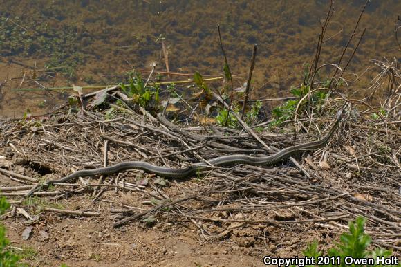 California Red-sided Gartersnake (Thamnophis sirtalis infernalis)