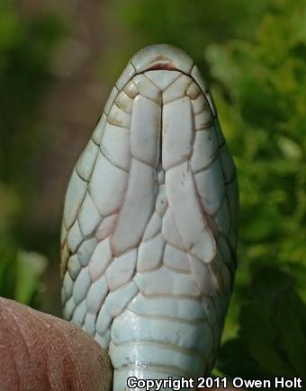 California Red-sided Gartersnake (Thamnophis sirtalis infernalis)