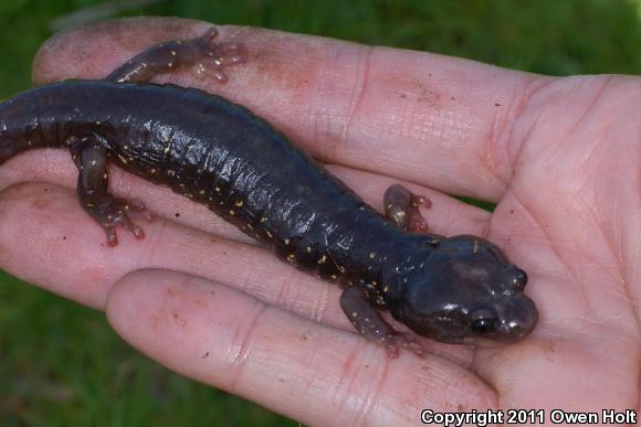 Arboreal Salamander (Aneides lugubris)