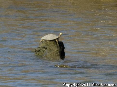 Mississippi Map Turtle (Graptemys pseudogeographica kohnii)