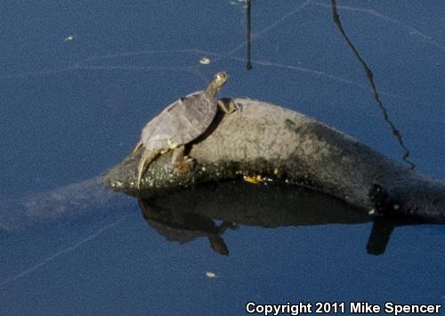 Mississippi Map Turtle (Graptemys pseudogeographica kohnii)