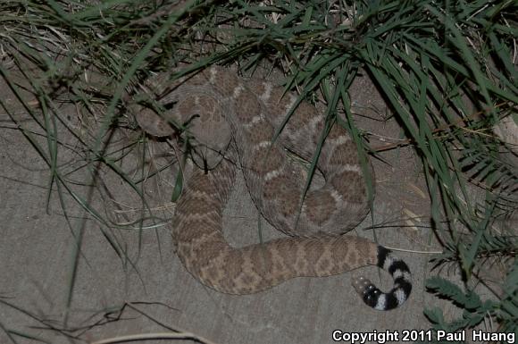 Western Diamond-backed Rattlesnake (Crotalus atrox)