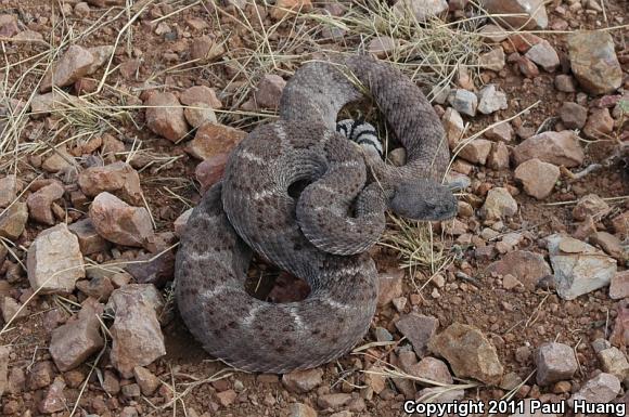 Western Diamond-backed Rattlesnake (Crotalus atrox)