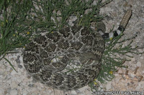 Western Diamond-backed Rattlesnake (Crotalus atrox)