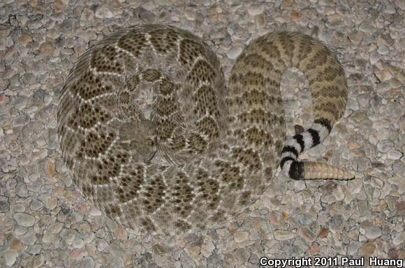 Western Diamond-backed Rattlesnake (Crotalus atrox)