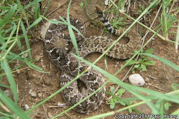 Western Diamond-backed Rattlesnake (Crotalus atrox)