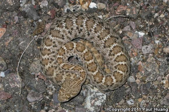 Western Diamond-backed Rattlesnake (Crotalus atrox)