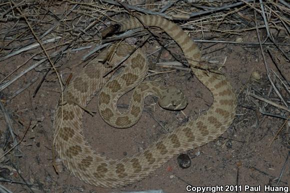 Prairie Rattlesnake (Crotalus viridis)