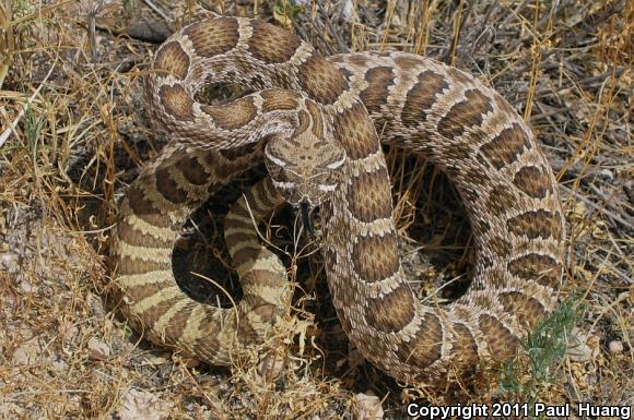 Prairie Rattlesnake (Crotalus viridis)