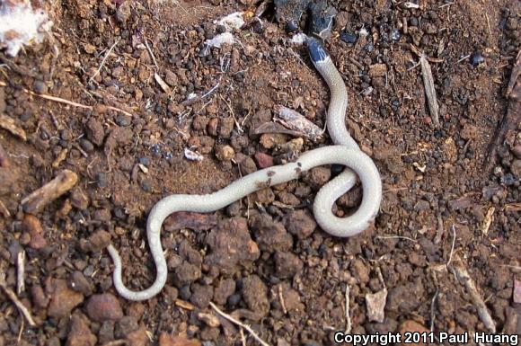 Smith's Black-headed Snake (Tantilla hobartsmithi)