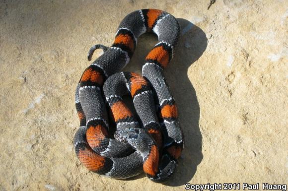 Gray-banded Kingsnake (Lampropeltis alterna)