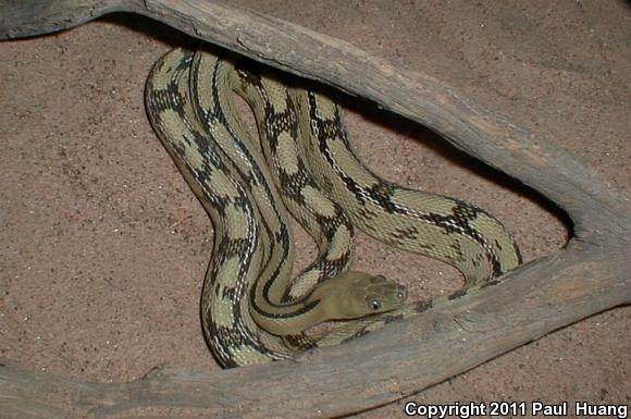 Northern Trans-Pecos Rat Snake (Bogertophis subocularis subocularis)