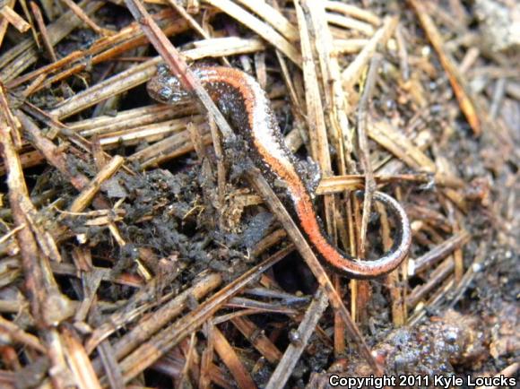 Eastern Red-backed Salamander (Plethodon cinereus)