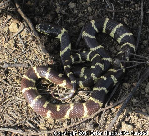 California Kingsnake (Lampropeltis getula californiae)