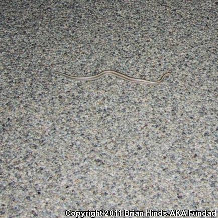 Coastal Rosy Boa (Lichanura trivirgata roseofusca)