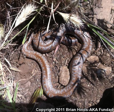 Coastal Rosy Boa (Lichanura trivirgata roseofusca)