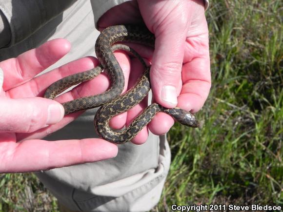 San Diego Gopher Snake (Pituophis catenifer annectens)