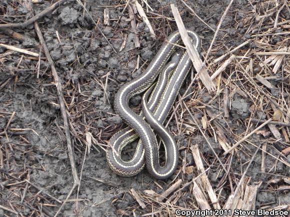 California Kingsnake (Lampropeltis getula californiae)