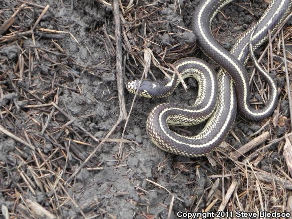 California Kingsnake (Lampropeltis getula californiae)