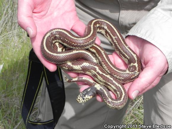 California Kingsnake (Lampropeltis getula californiae)