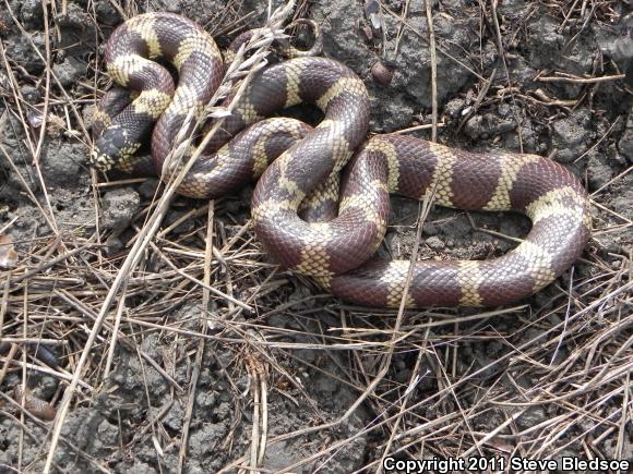 California Kingsnake (Lampropeltis getula californiae)