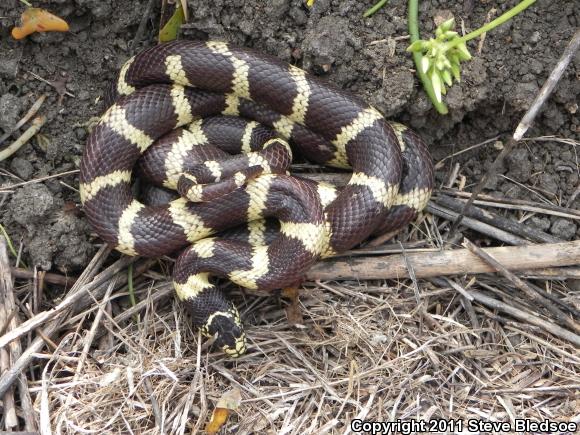 California Kingsnake (Lampropeltis getula californiae)