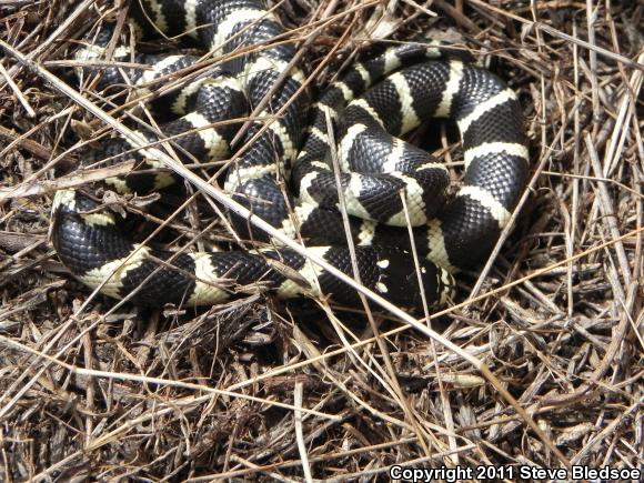 California Kingsnake (Lampropeltis getula californiae)