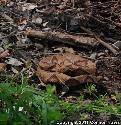 Southern Copperhead (Agkistrodon contortrix contortrix)