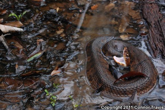 Western Cottonmouth (Agkistrodon piscivorus leucostoma)