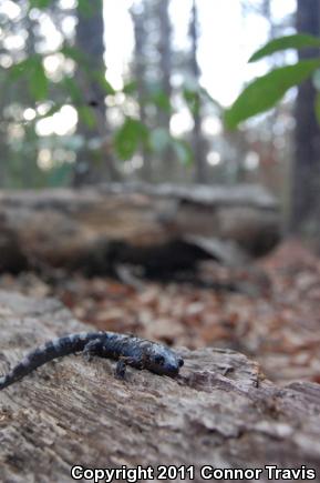 Marbled Salamander (Ambystoma opacum)