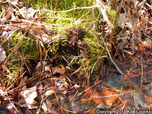 Four-toed Salamander (Hemidactylium scutatum)