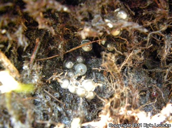 Four-toed Salamander (Hemidactylium scutatum)