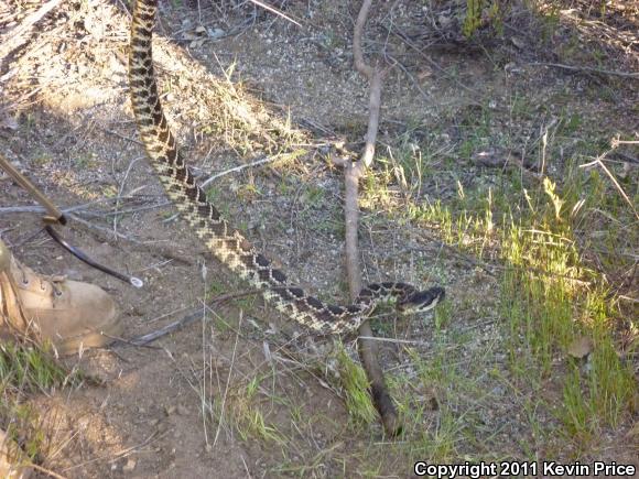 Southern Pacific Rattlesnake (Crotalus oreganus helleri)