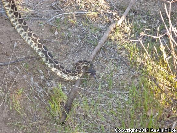 Southern Pacific Rattlesnake (Crotalus oreganus helleri)